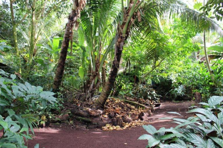 Paradise Eco Village Pahoa ภายนอก รูปภาพ