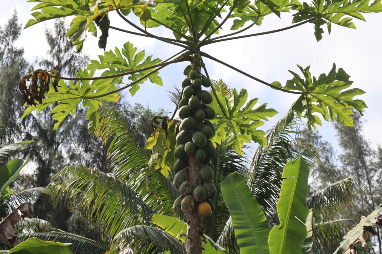 Paradise Eco Village Pahoa ภายนอก รูปภาพ
